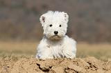 WESTIE 219
